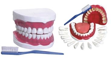 modelo de denticao